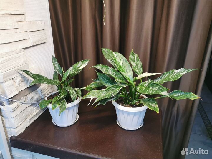 Спатифиллум домино