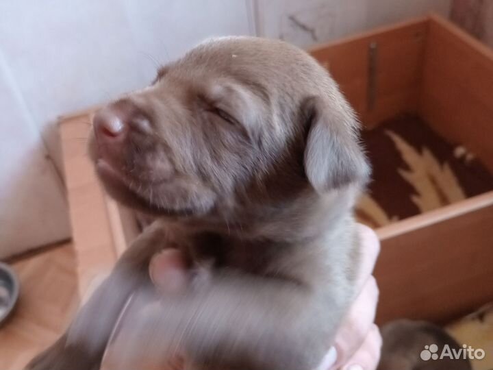 Щенки питбуля,цена 5-10 тыс.р