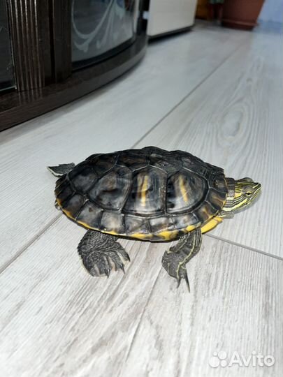 Красноухая черепаха