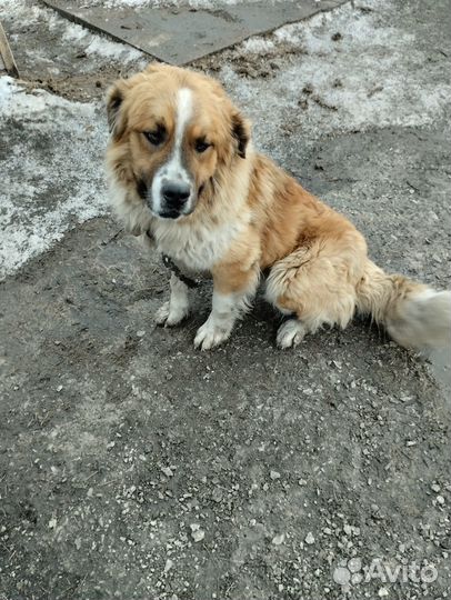 Московская сторожевая вязка