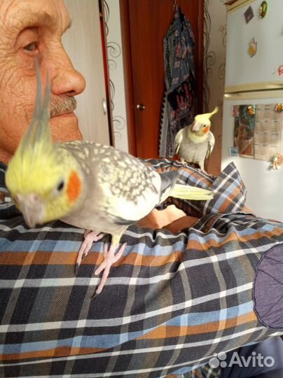 Попугай корелла пара