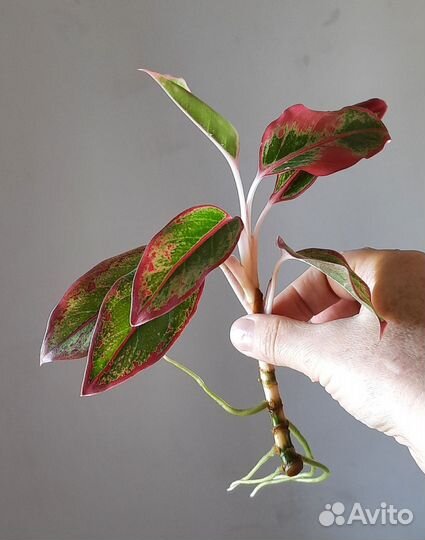 Аглаонема крит