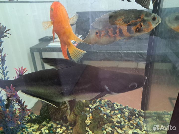 Акулий сом пангасиус, рыбка в аквариум