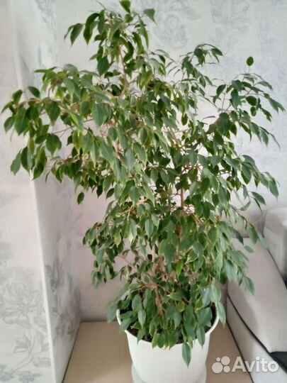 Фикус бенджамина пестролистный