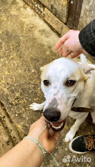 Несчастное создание молодой пёс Вайс