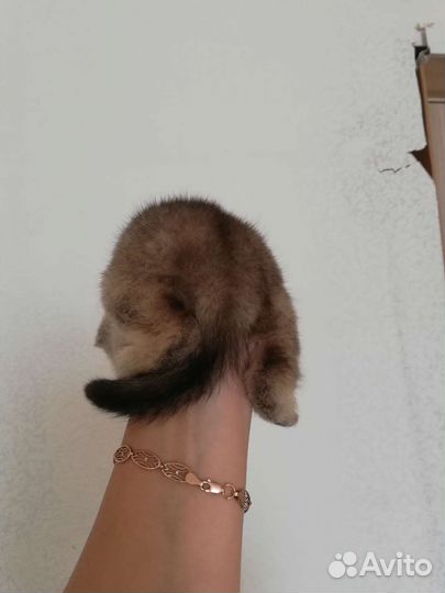 Шотландские котята