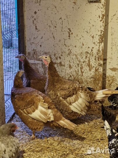 Индюшка Арбенская