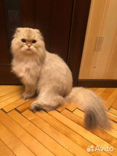 Шотландский голубоглазый,золотой поинт 18.06.22