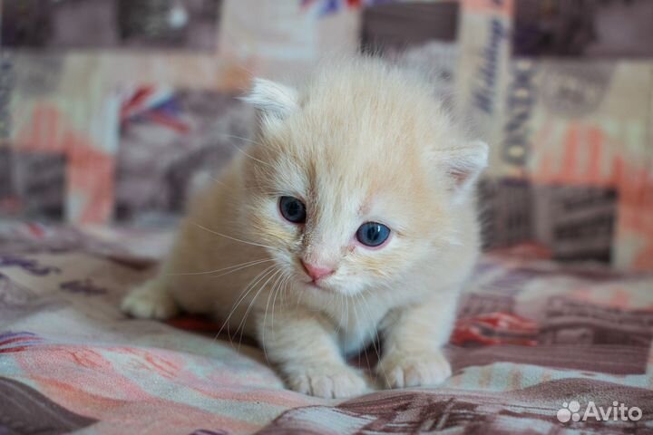 Котята в добрые руки даром
