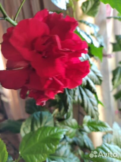 Гибискус китайская роза