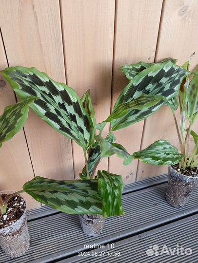 Кемпферия элеганс