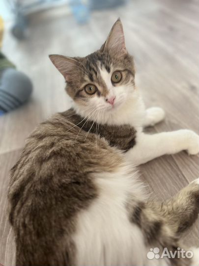 Коты в добрые руки