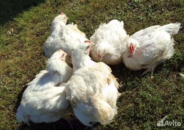 Куры молодки