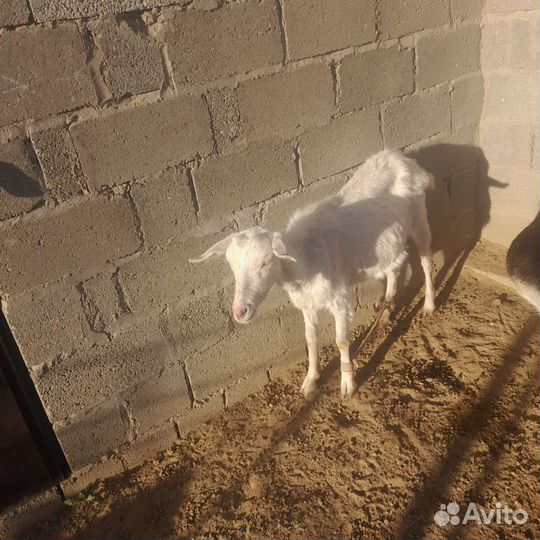 Дойные козы