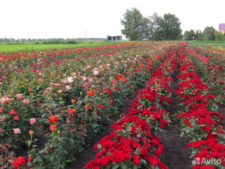 Саженцы роз оптом