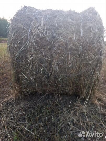 Сено в тюках
