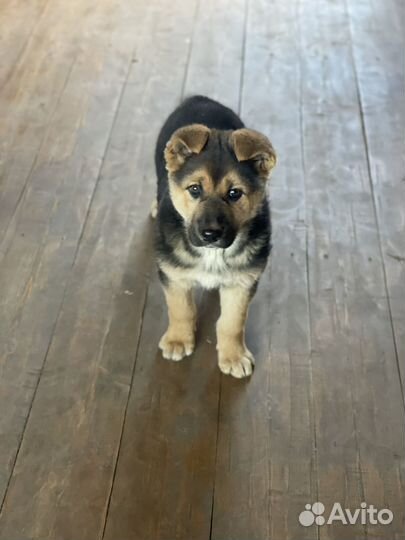 Щенок девочка в добрые руки