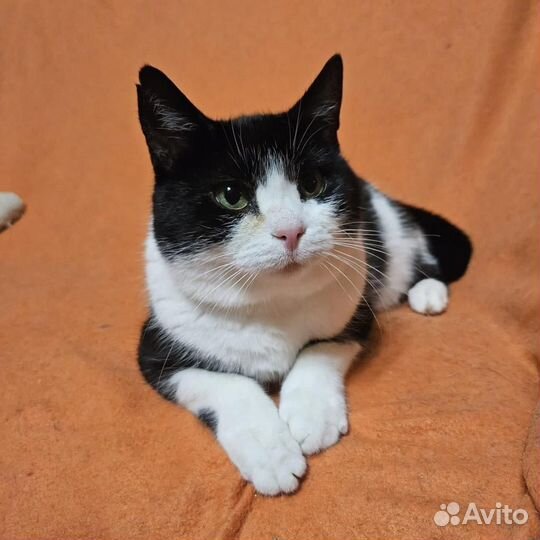 Кошка Анфиса