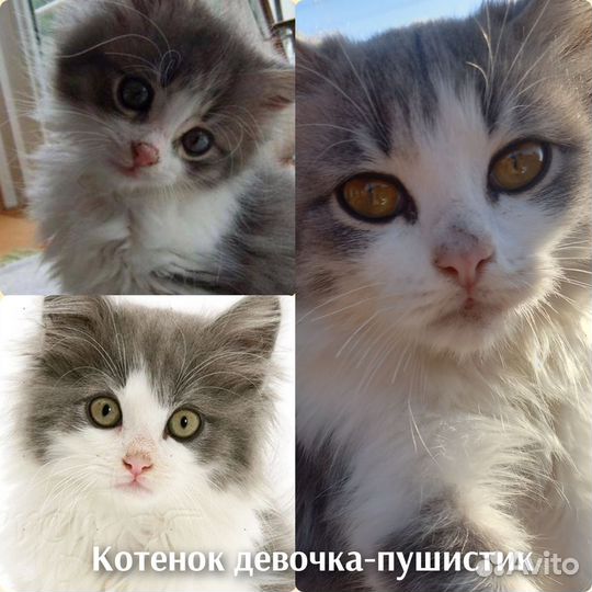 Котенок