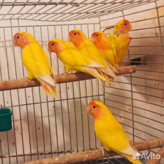 Попугай неразлучник желтый