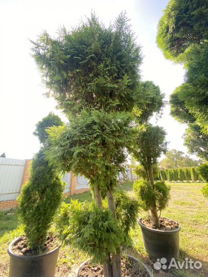 Туя Смарагд Спираль 305 см