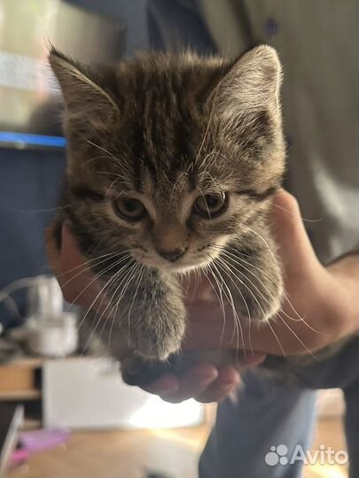 Отдам кошечек