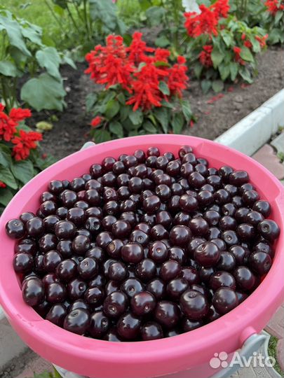 Вишня владимирская