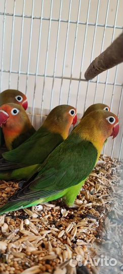 Попугай неразлучники