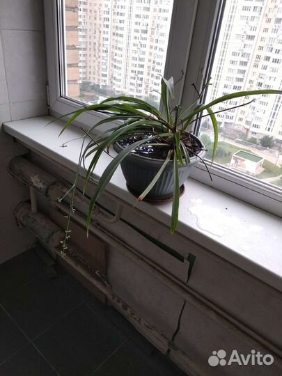 Комнатные декоративные растения