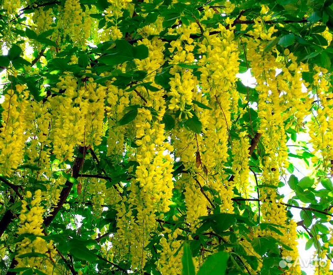 Бобовник, семена