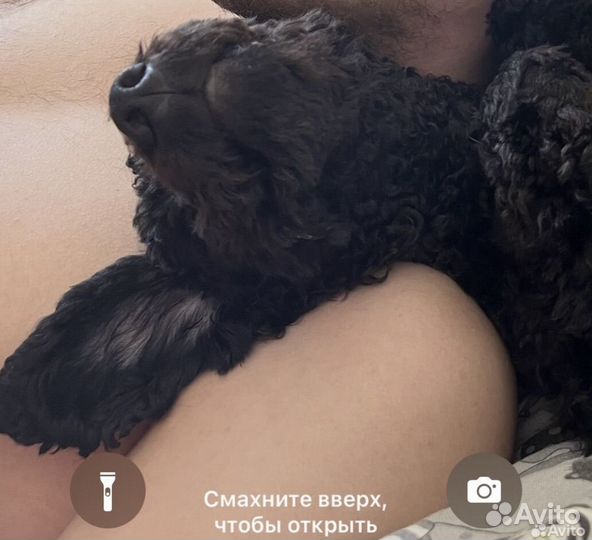 Пудель