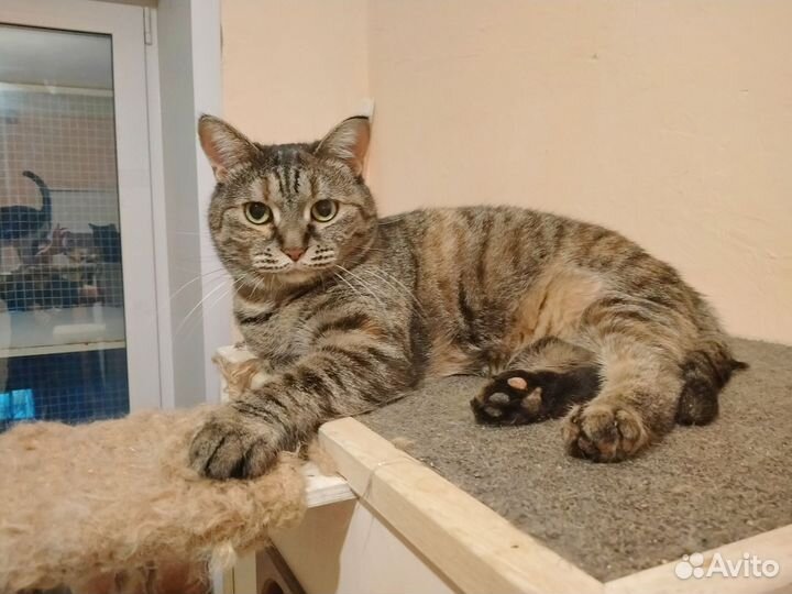 Кошки