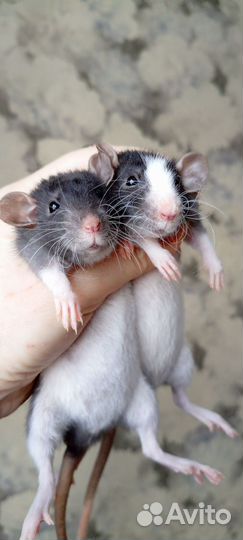 Крыса Дамбо и Стандрт девочки