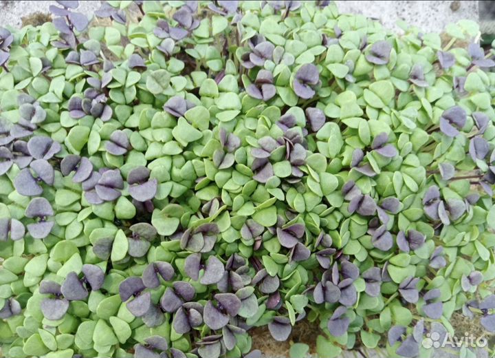 Микрозелень