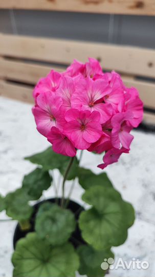 Герань пеларгония