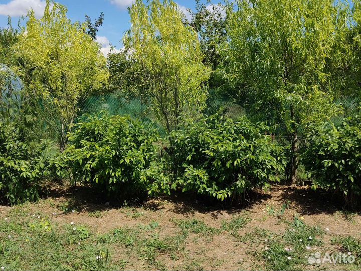 Гибискус штамбовый