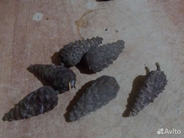 Продаю шишки