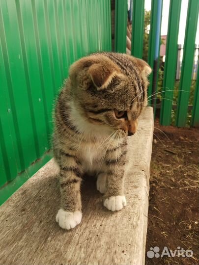 Вислоухие шотландские котята (черный, серо-белый)