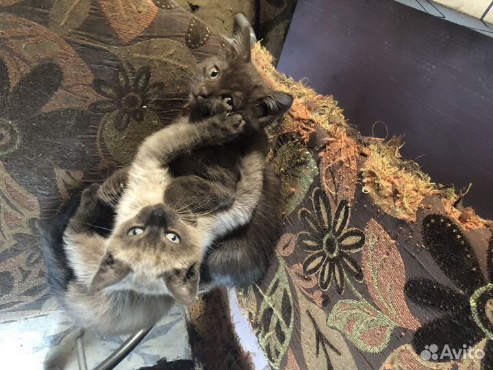 Котята отдам бесплатно