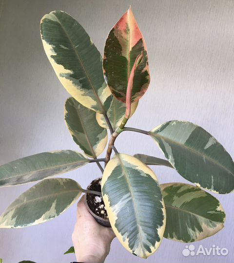 Фикус Тинеке