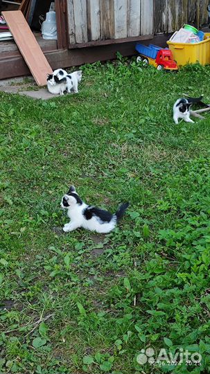 Котята в добрые руки