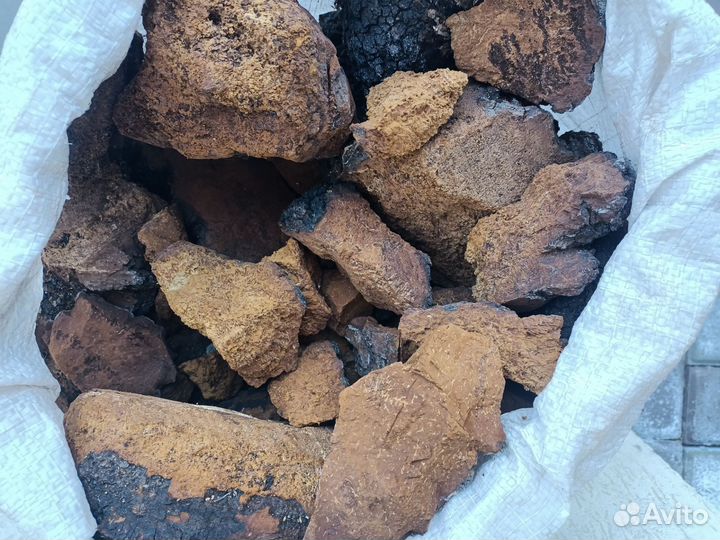 Чага березовая Гриб чага Чай сезон -2024