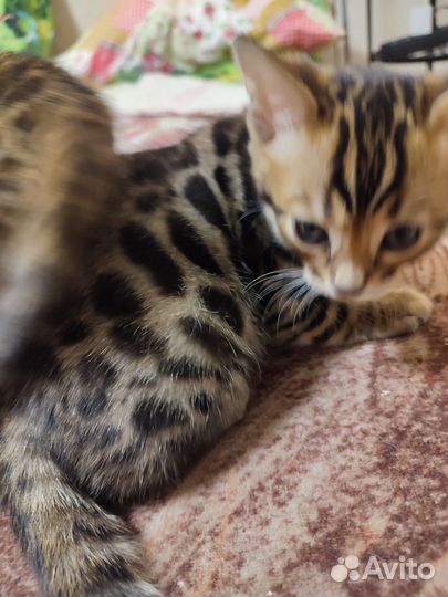 Бенгальский котенок девочка