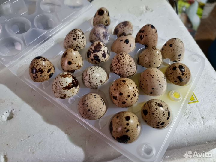 Яйца перепелиные инкубационные