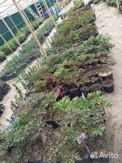 Красивые Пионы, саженцы в Зкс