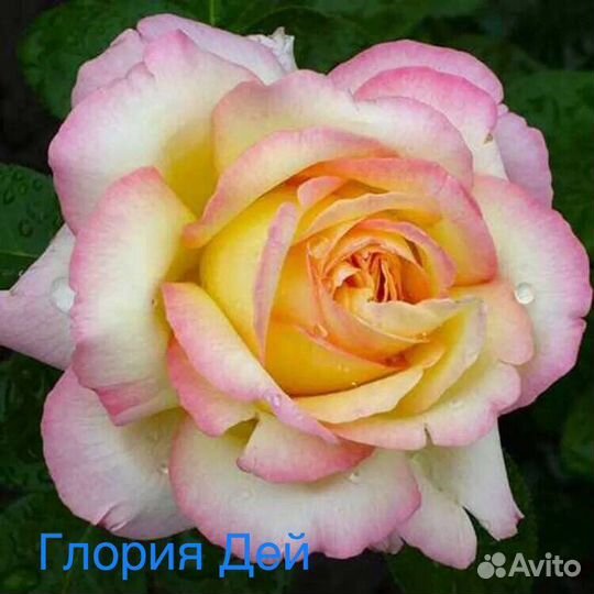 Саженцы роз