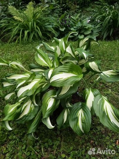 Хоста растение