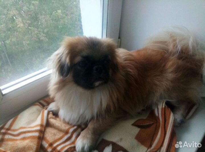 Вязка пекинес