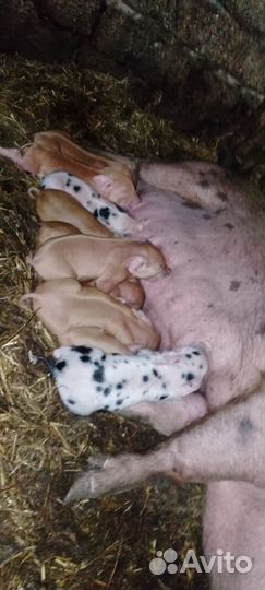 Поросята ландрас дюрок