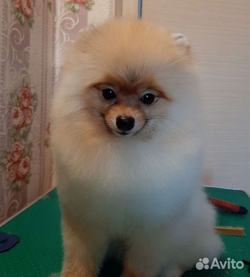 Стрижки собак